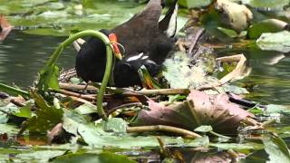 1030531植物園紅冠水雞築巢1