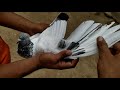 india high flying pigeons bajre kabootar tonk jaipur rajasthan high flying pigeons hare bajre