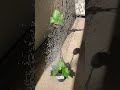 ビカクシダ platyceriumsuperbum ビカクシダネザーランド 水やり 水やり動画 watering wateringplants green plantlife 観葉植物