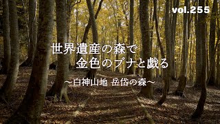 【2024東北紅葉ハンター】世界遺産の森で 金色のブナと戯る～秋田 藤里 白神山地 岳岱自然観察教育林～【2024.10.26撮影】