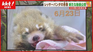 【新たなアイドル】レッサーパンダの「杏香」 新たな動画公開