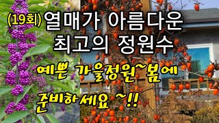 열매가 아름다운정원수. 노아시.좀작살나무.정원꾸미기.정원가꾸기.좀작살나무전지방법.아름다운정원.가을정원