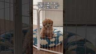 말티푸 룽지의 행복한 견생을 위하여👊🏻 #말티푸 #강아지일상 #maltipoo #puppy