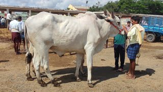 మంచి సైజు హైటు ఉన్న వ్యవసాయం ఎద్దులు సంతలో