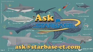 Ask STARBASE Episode 190: How long have sharks existed?