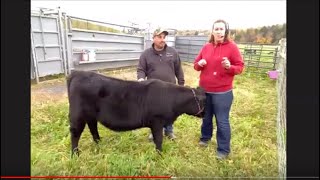 Virtual Field Trip to a New York Beef Farm - Middle/High School - O'Mara Beef Farm - 10/16/19