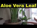 How To Cut An Aloe Vera Leaf From A Plant-Tutorial