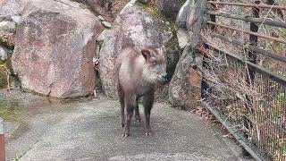 3月24日とくしま動物園へ行って来た🎵　ニホンカモシカ