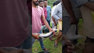 നല്ല പെടക്കണ മീൻ #fisherman #fishing #fishingvideo#shorts #short #shortsvideo