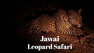 Jawai Leopard Safari 🐆|| Leopard Safari Rajasthan || Stay, Food Etc.