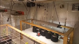 Growing plants hydroponically in my new basement grow room