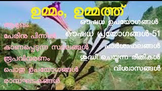 ഉമ്മം | ഉമ്മത്ത് | thorn apple | jimson weed | devil's snare | Datura stramonium | Datura metel