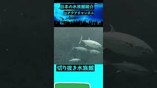 【#マグロ 目線】 #葛西臨海水族園 #Shorts