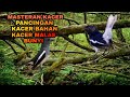 MASTERAN KACER ALAM LIAR BUAT PANCINGAN KACER BAHAN | KACER MALAS BUNYI DIJAMIN CEPAT GACOR