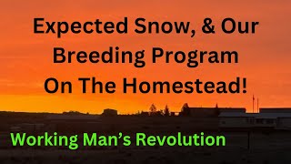 Expected Snow And Our Breeding Program On The Homestead!