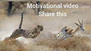 motivational_|_motivation~|~animal motivation~|~Cheetah chase deer_|_motivational video