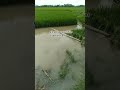 luapan kali ciasem puluhan hektar sawah terendam banjir. vlog_41. @petanimuda12333