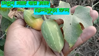 দেখুন গাছে ধরে আছে তেলাকুচা ফল || Telakucha Fol || হাজেরা ভিশন