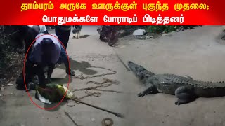 தாம்பரம் அருகே ஊருக்குள் புகுந்த முதலை:பொதுமக்களே போராடிப் பிடித்தனர்