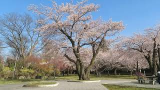 ２０２３年４月９日 青森県八戸市 異例の早さ 「三八城公園 桜満開」