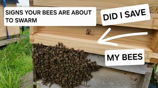 BASIC BEEKEEPING, DID I STOP MY BEES SWARMING IN TIME ?.