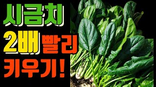 시금치 2배 빨리 키우는 방법. 파종 시기. 파종 방법. 겨울 꿀 시금치 봄까지 키우는 방법.