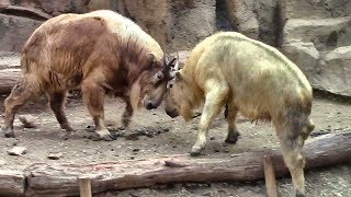 押し合うゴールデンターキン親子（多摩動物公園）Golden Takin Mother \u0026 Child