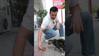 Veterinere tedaviye gelen sokak kedisi