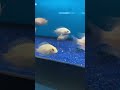 Elektrik Blue Jack Dempsey +Pink Convicts‼️ #exotic #explore #trend #viral #youtubeshorts #fish #up