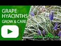 Grape hyacinths - grow & care (Muscari)