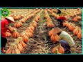 The Most Modern Agriculture Machines That Are At Another Level , How To Harvest Carrots In Farm ▶3