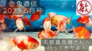 【金魚通信2023年6月号】丸敏養魚場さんへ行ってきたよ！