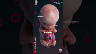 Fetal Development: Three Key Stages ✨👶🏻