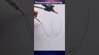 human heart drawing in easy way