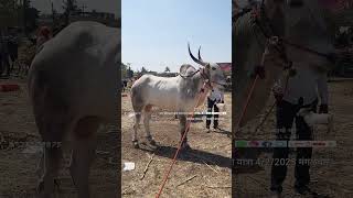 सांगोला यात्रा 2025 #cow #khilaribailjodi #bull #khillaribull