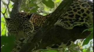 BELIZE on MSNBC: Jaguars In Danger: Belize Wildlife
