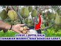 pupuknya gratis hasilnya bikin merinding || POC andalan petani