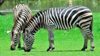 Giraffe and Zebra and Wildebeest - Amazing & Beautiful Interaction.ANIMALS
