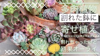 【多肉植物】割れた鉢を活用して寄せ植えします！