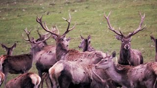 Jelene na lúke - pekná črieda jeleňov - chmara jeleni byków Deers Szarvas Hirsch Cerf Zhody Zrzuty