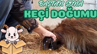 KEÇİ NASIL DOĞURUR ? | Halep Keçisi Doğumu