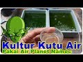 Kultur Kutu Air Moina dengan Air Hijau Chlorella