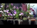 pacific orchid exposition 2015