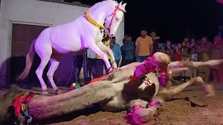 khan horse farm jabasar उंट 🐪 घोड़ी 🐎 ka dance Rajasthani