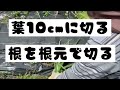 ベト病発生前に収穫成功です。超極早生タマネギ　地球アップ1号　無農薬　ボカシ肥料　種まきから収穫まで