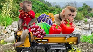 Smart Bim Bim harvests fruit and picnic with baby monkey Obi