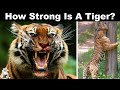 Why Are Tigers So Strong?