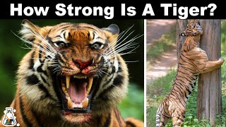 Why Are Tigers So Strong?