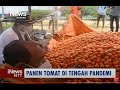 iNews NTT - Petani di Belu Panen Ratusan Kilogram Tomat di Tengah Pandemi Covid-19