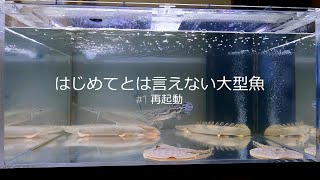 はじめてとは言えない大型魚 #1 再起動